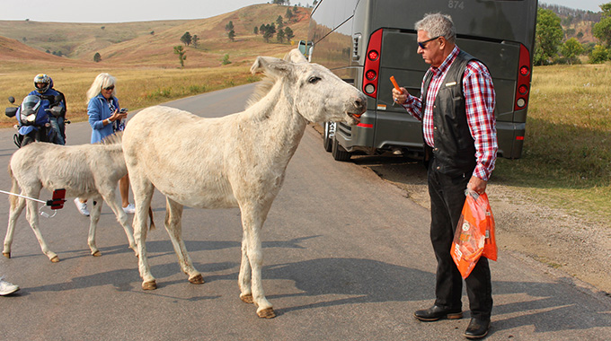 Feeding burros during a stop.