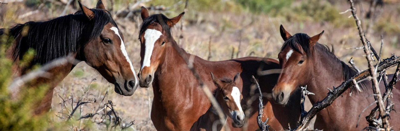 Four members of the stallion Santiago's band: Lam, Margarita, Santana (born June 6, 2021), and Arrow.