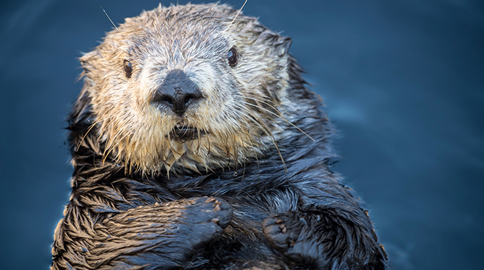 Abby, a sea otter at the Monterey Bay Aquarium in Monterey, California