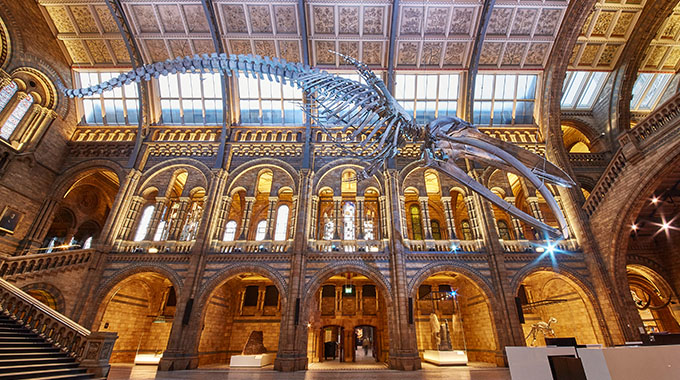The blue whale skeleton on display at Hintze Hall at the British Museum in London
