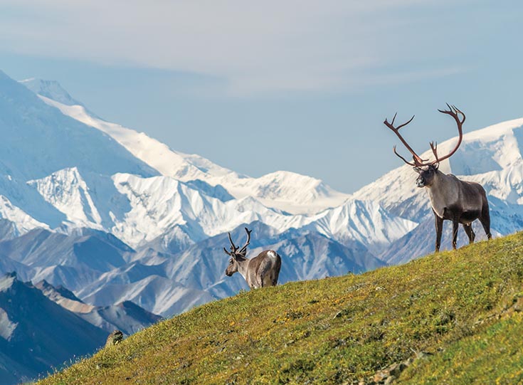 caribou caribou