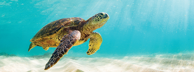 Sea turtle Maui HI Sea turtle Maui HI
