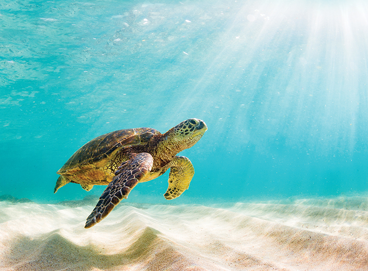 Snorkeler in Hawaii Snorkeler in Hawaii