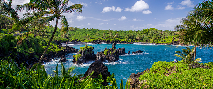 Palm trees and greenery surround a cove Palm trees and greenery surround a cove