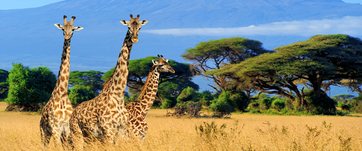 Giraffes wander the savanna in Africa Giraffes wander the savanna in Africa