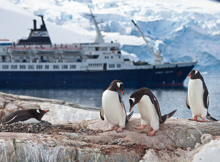 penguins penguins