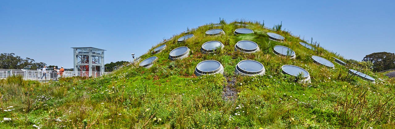 The living roof at the Academy of Sciences at Golden Gate Park in San Francisco.