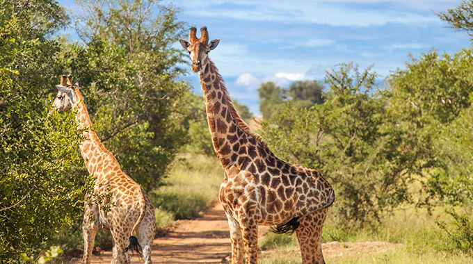 Giraffes at Kapama game reserve