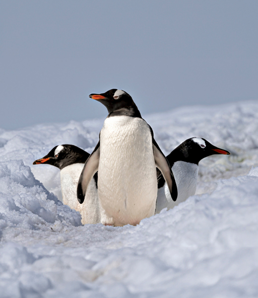 Gentoo Penguin Highway by Don Mayeda showing a trio of penguins in the snow.