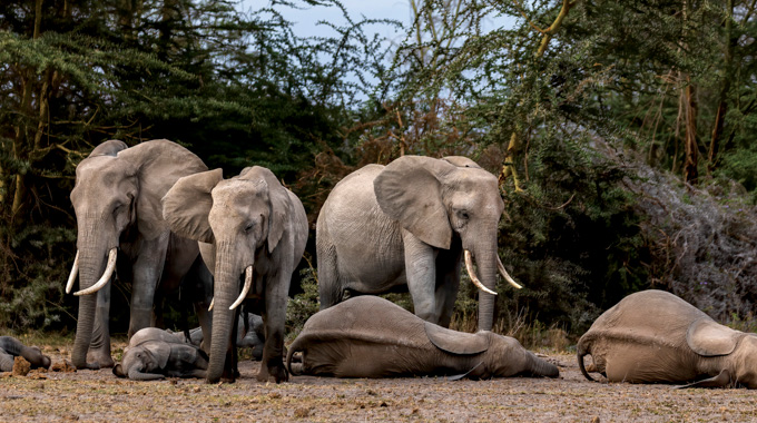 Nap Time by Mike Reardon showing a herd of elephants, including babies asleep on the ground.