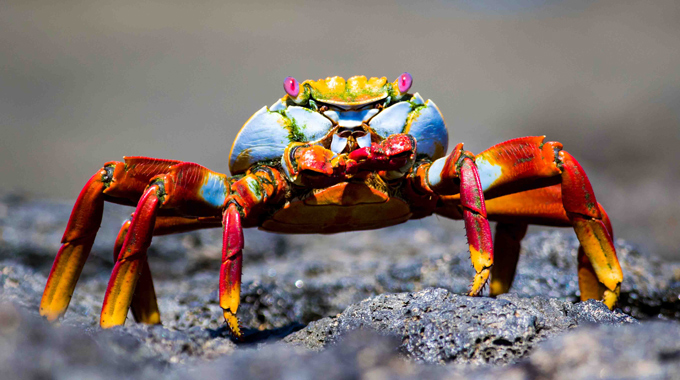 Sally Lightfoot Crabs