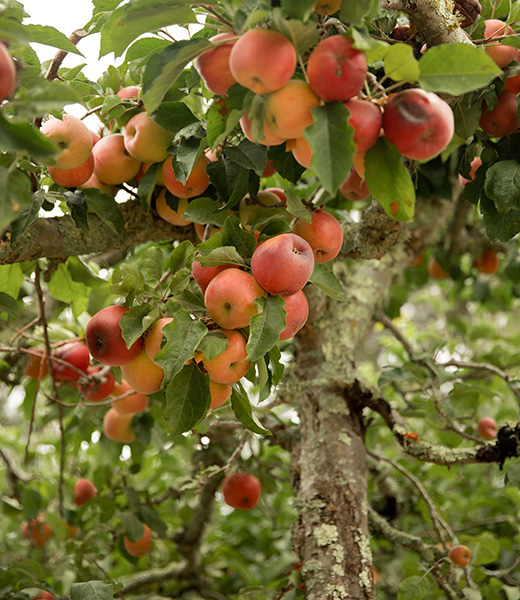 Apples located See Canyon Fruit Ranch, near Avila Beach, California.