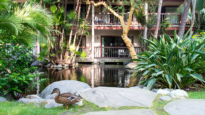 Ducks waddle about the resort's gardens.