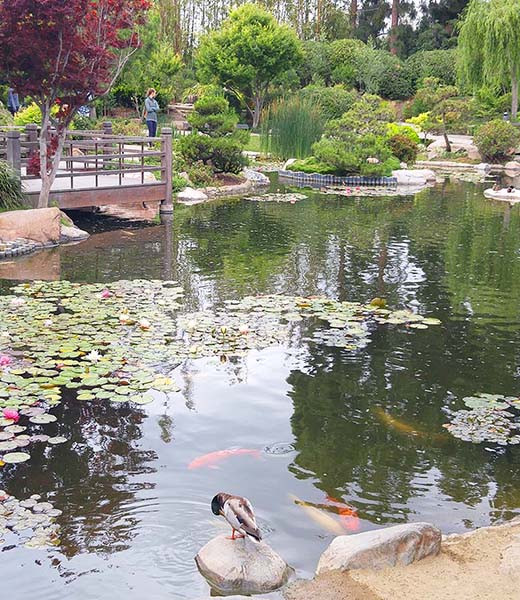 Earl Burns Miller Japanese Garden in Long Beach, California | Yvonne Savio
