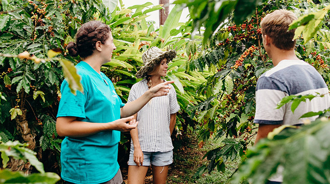 A Kona coffee farm