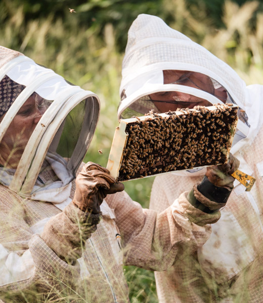 People in beekeeper suits observing a hive of bees