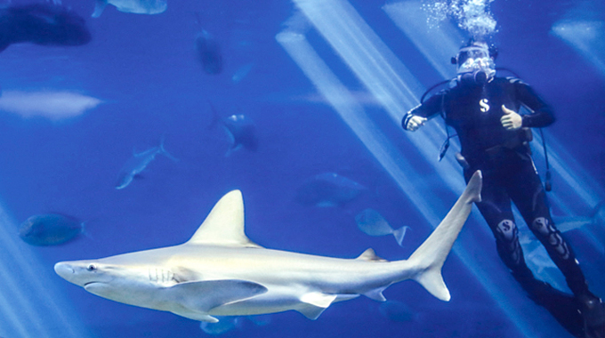 Diver inside an aquarium with shark and fish.