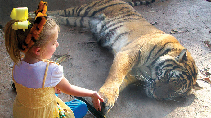 A young visitor to the Baton Rouge Zoo gets an up-close look at a resident tiger. | Photo courtesy BREC’s Baton Rouge Zoo