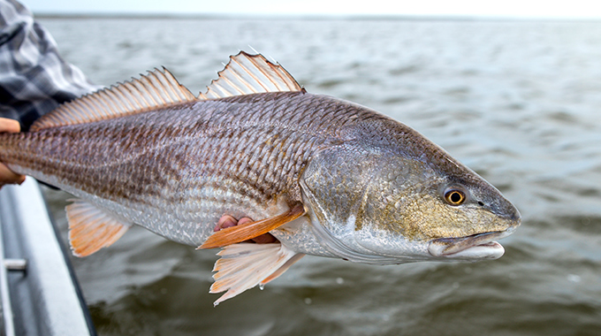 Fisher holding up a freshly caught Louisiana redfish.