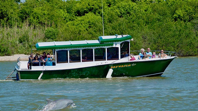 A dolphin surfaces as passengers watch from a Baywatch Dolphin Tour boat near Pelican Island in Galveston harbor.