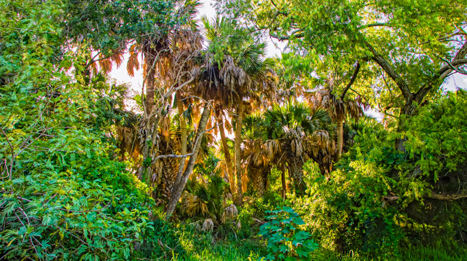 A cluster of trees in the Sabal Palm Sanctuary.