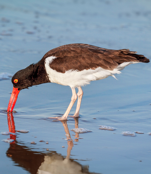 American oystercatcher searching for food along the shore.