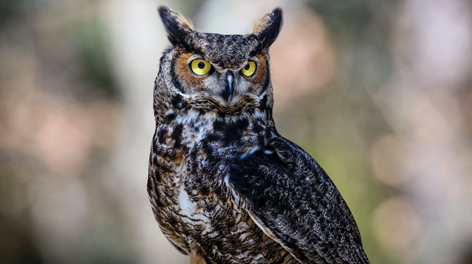 Close up of a great horned owl.